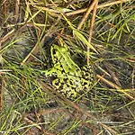 Waldzauber