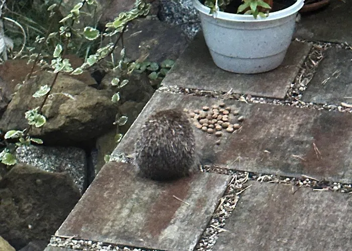 度假居 Waldzauber